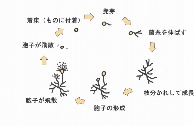 カビの成長